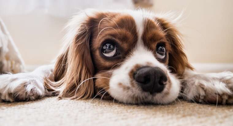Puppy Program